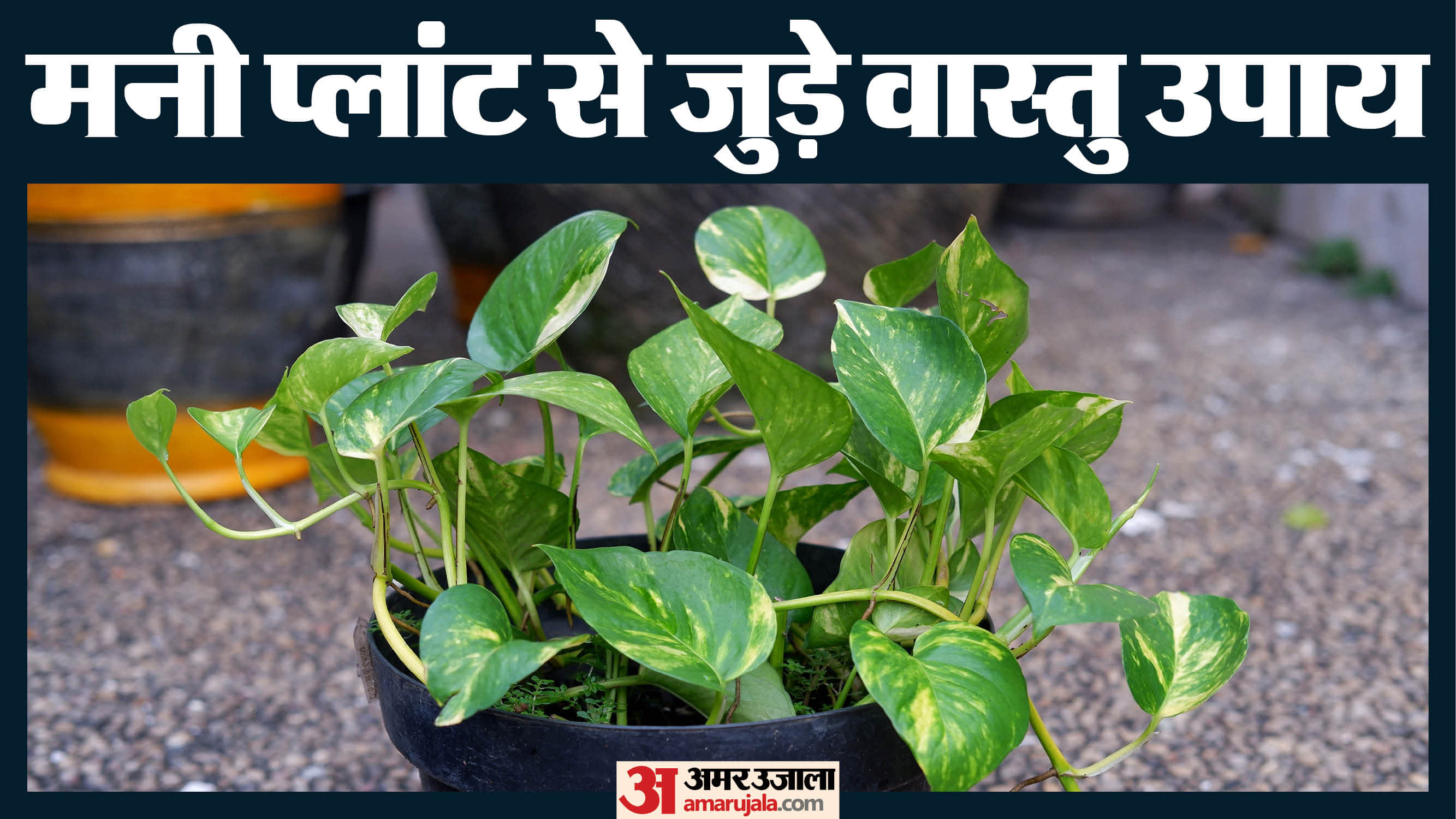 Vastu tips for money plant important things to consider before planting in your home
