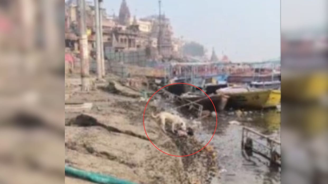 Dogs tearing apart carcasses of animals at Lalita Ghat and people bathing with shampoo and soap in varanasi