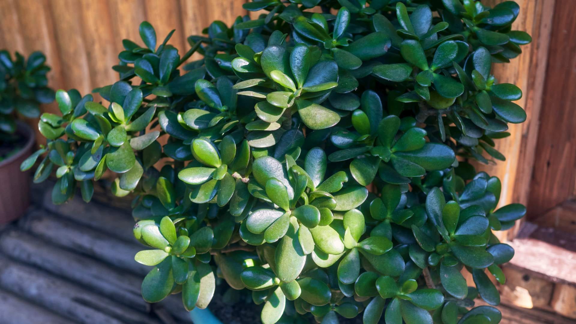 Feng shui tips these 5 plants solve the problem of money bring happiness and prosperity