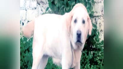 five-year-old girl was bitten and injured by pet dog in Lucknow It has previously bitten several people