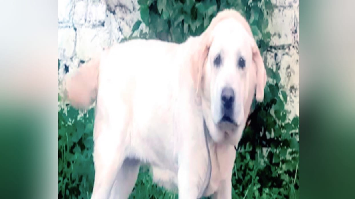 Olive retires after seven years, now Nima is ready to protect the Dalai Lama