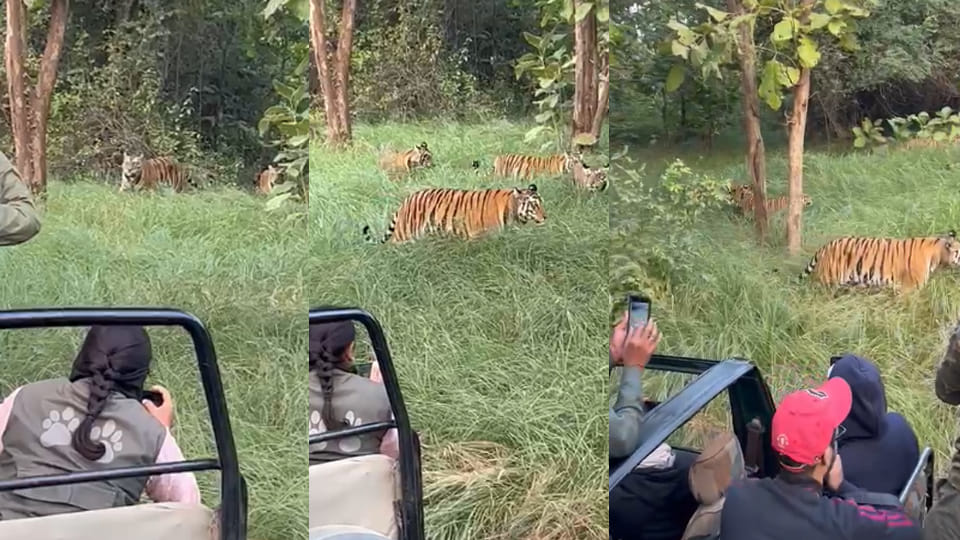 Banda: Guides and drivers are taking tourists close to tigers in Panna Tiger Reserve; action will be taken