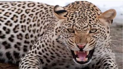 Jaipur News: Leopard Enters MNIT Campus, Creates Panic in VLTC Building, Rescued After Hours-Long Operation