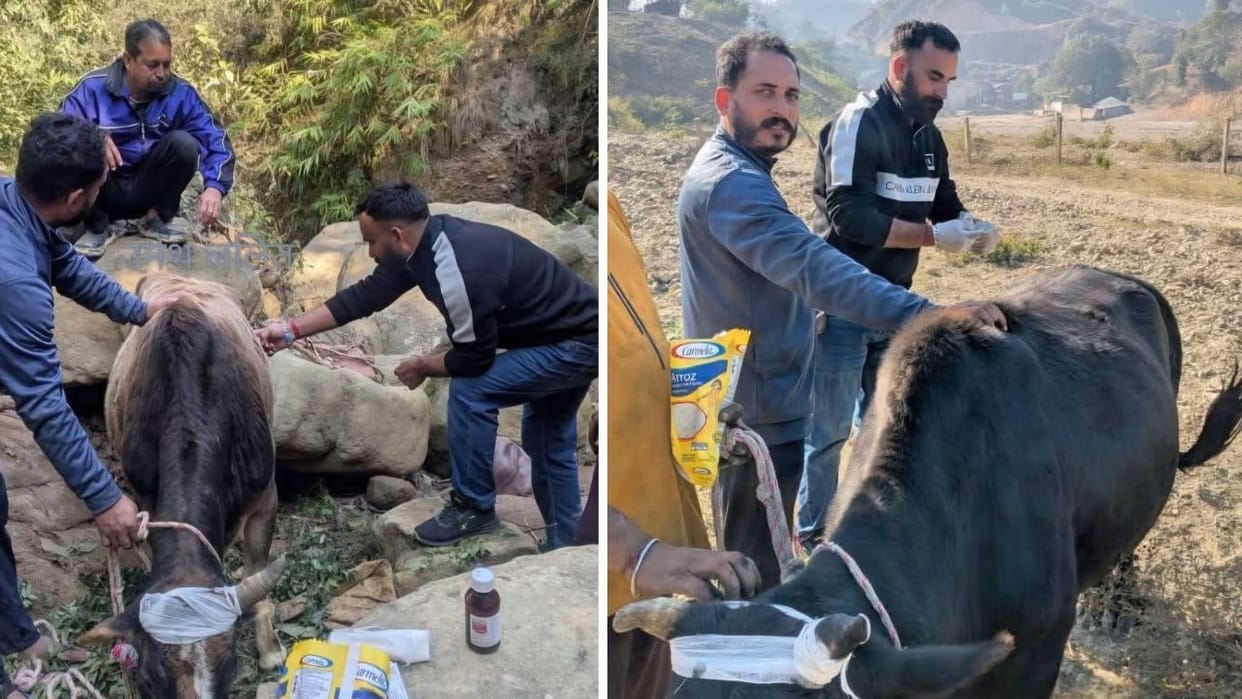 Four stray bulls were thrown into a ditch in Riyur village Mandi Himachal entire village came to their rescue