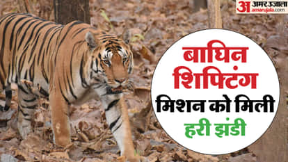 The aerial mock drill to bring a tigress from Pench Reserve in Madhya Pradesh to Ramgarh