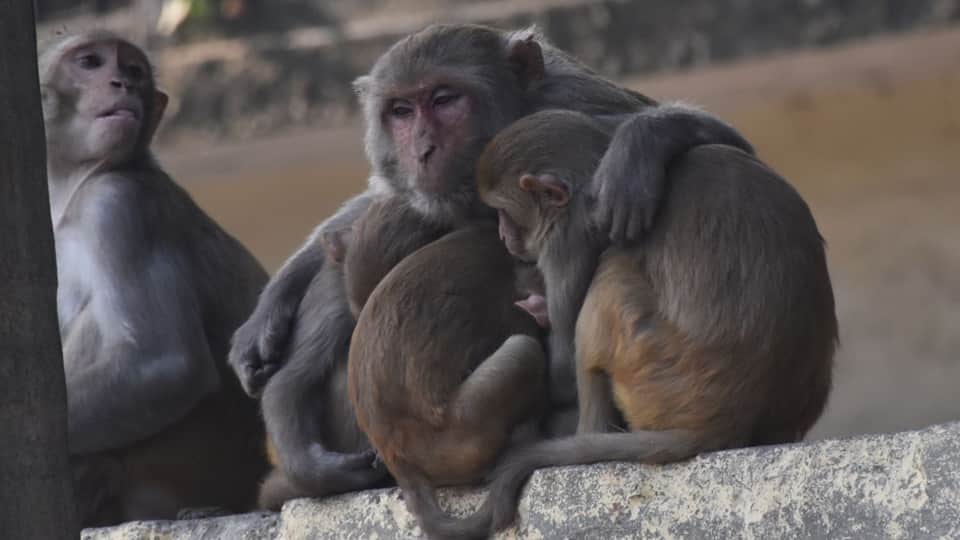 Moradabad experienced weather as cold as Nainital and Haridwar; routes of four trains were changed