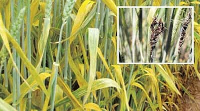 Kanpur Untimely rains increase likelihood of new diseases affecting crops climate change also altered timing