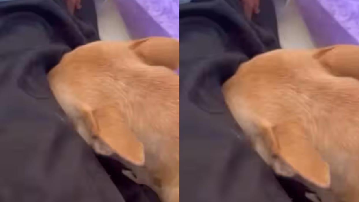 A loyal dog broke down upon the death of its owner clinging to the body and crying so hard Video Viral