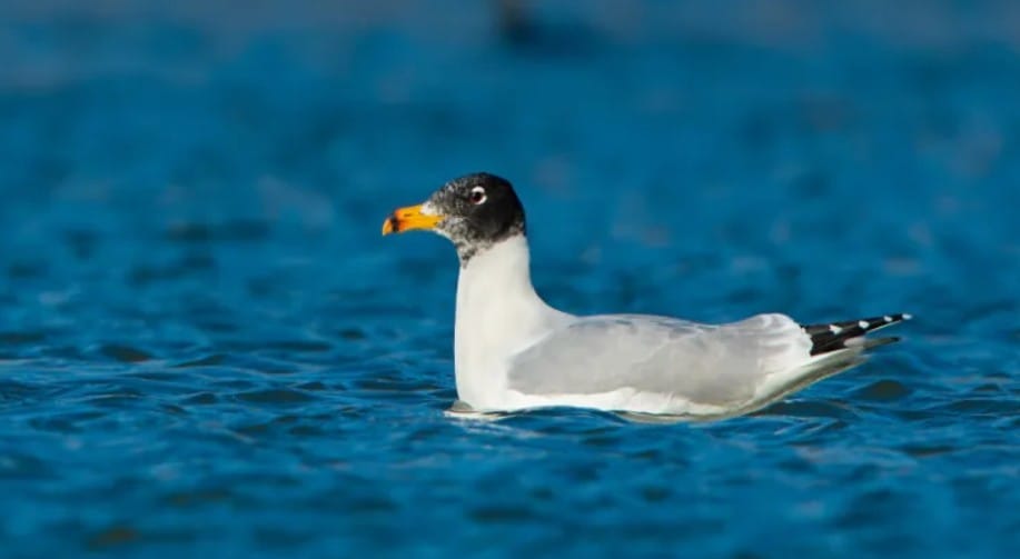Jharkhand: The rare Pallas gull was spotted at Udhwa Bird Sanctuary after 10 years