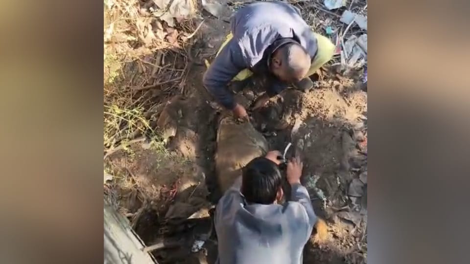Inhumanity in Panchkula stray dog strangled to death