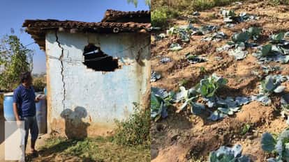 Elephants damage crops and houses in Dharamjaigarh forest division in raigarh