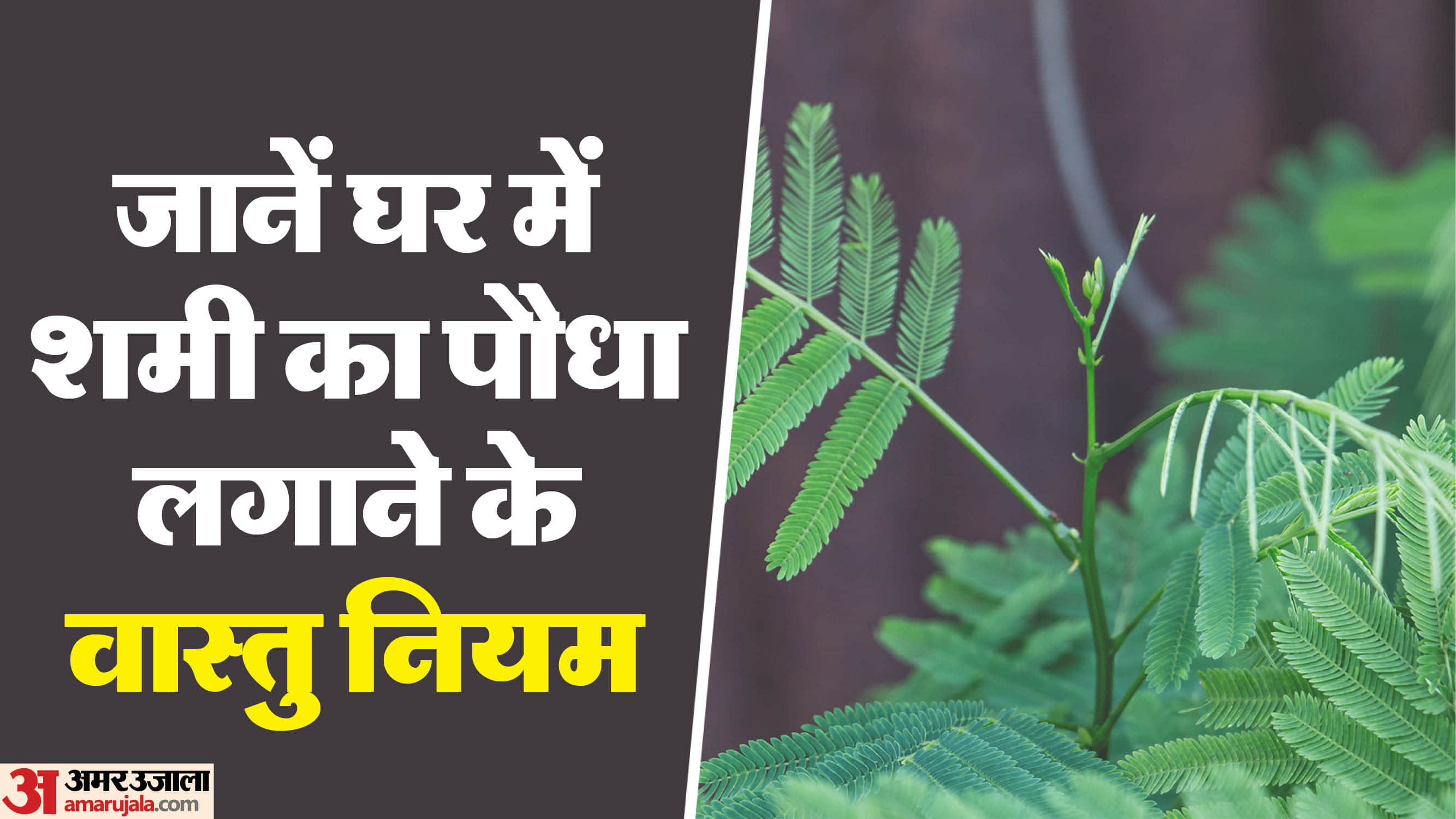 Vastu Rules for Planting Shami Plant know Negative and positive Impact shami plant vastu niyam