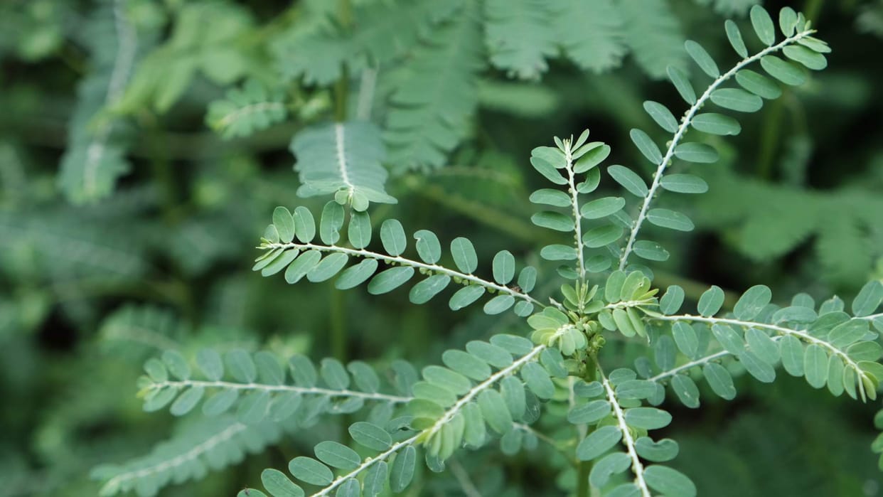 Plant diseases are now affecting humans too, raising concerns, according to a study by agricultural experts.