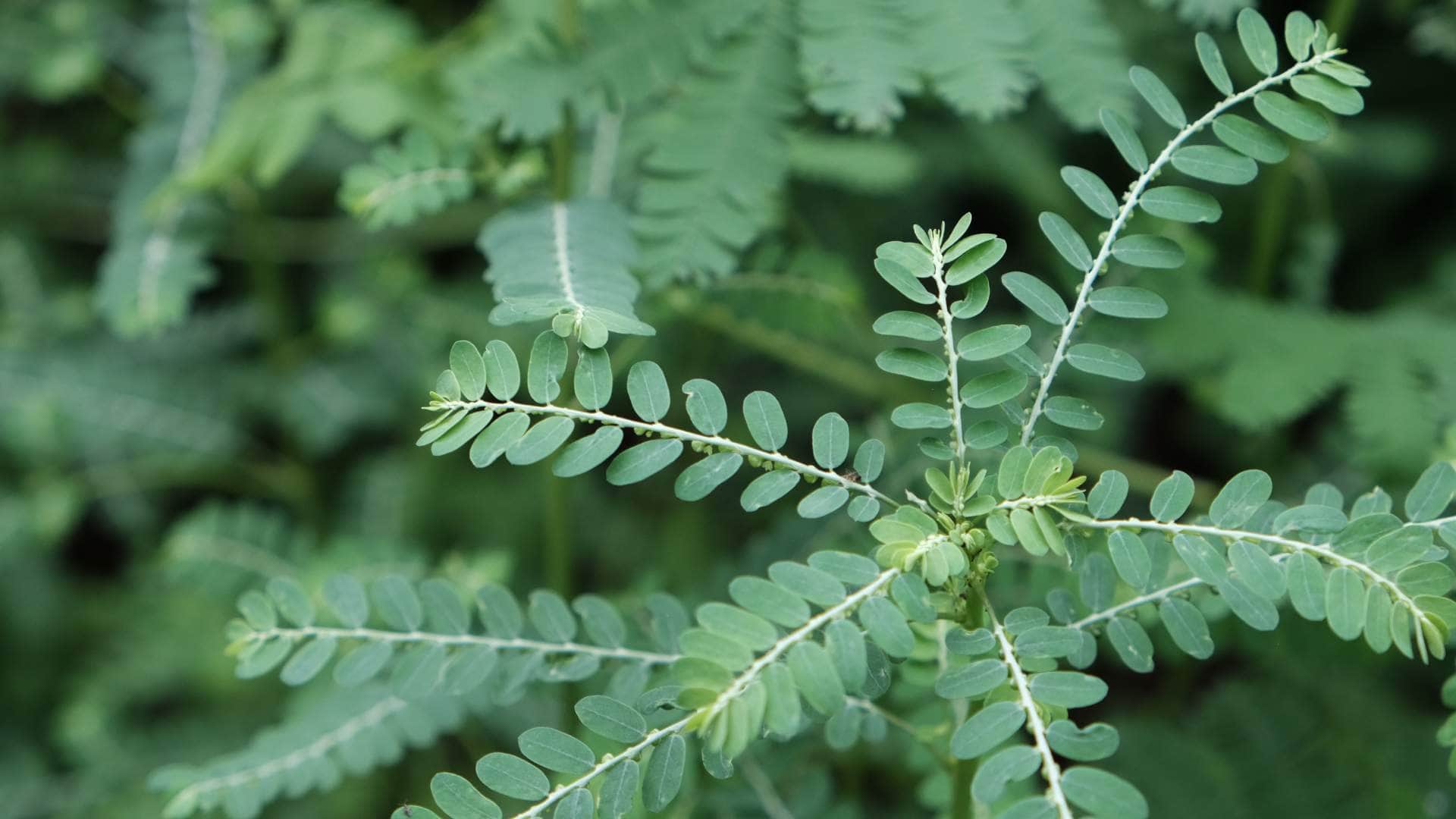 Vastu Rules for Planting Shami Plant know Negative and positive Impact shami plant vastu niyam