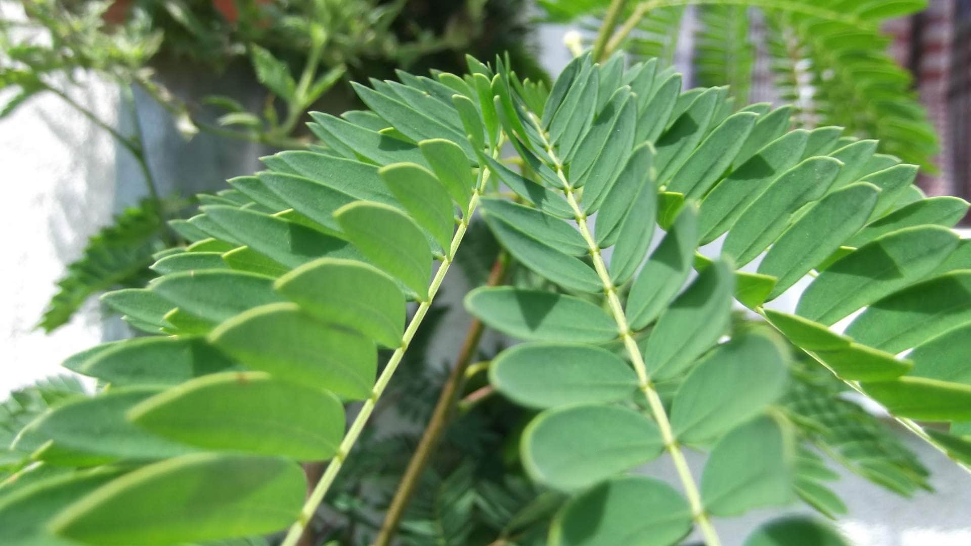 Vastu Rules for Planting Shami Plant know Negative and positive Impact shami plant vastu niyam