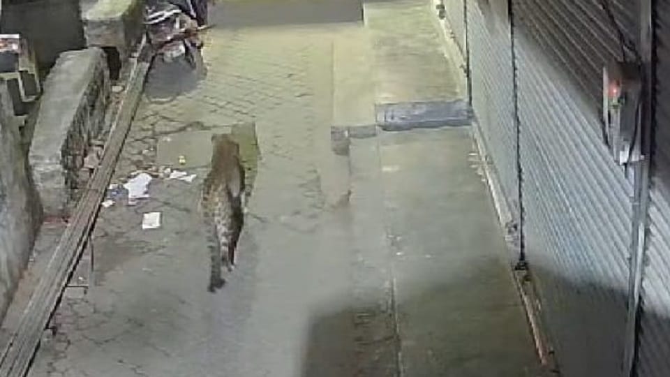 Leopard roaming on Mall Road Almora