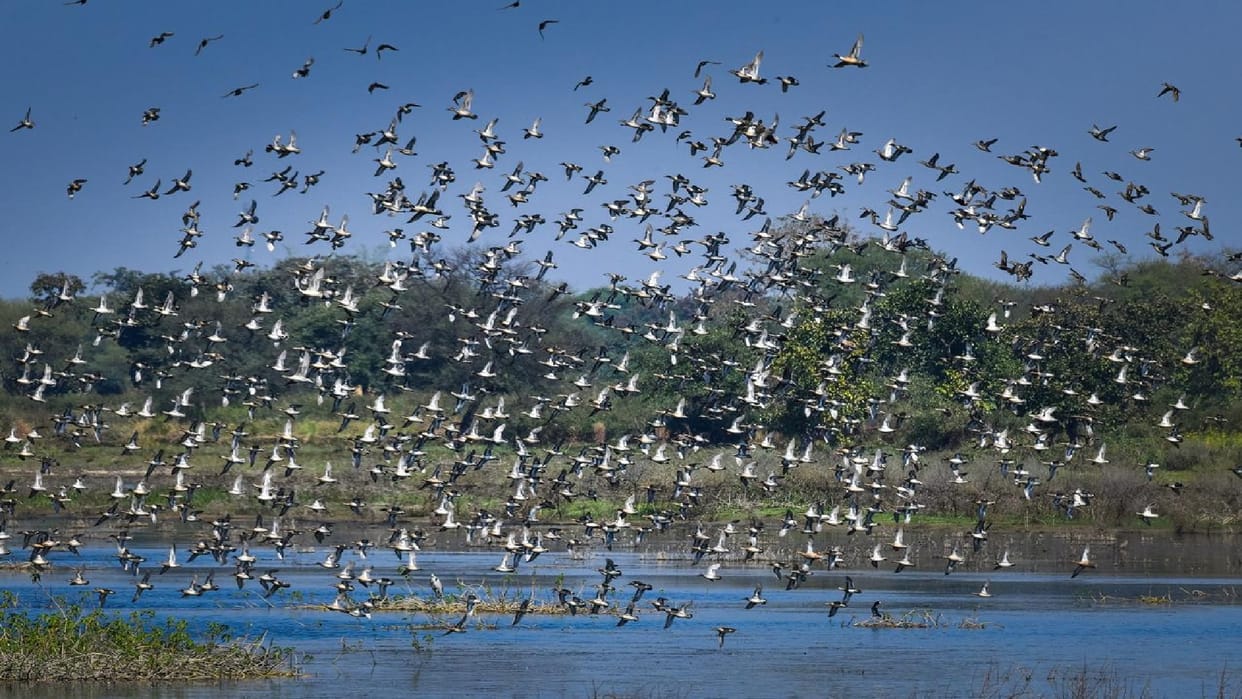 Kopra reservoir declared Chhattisgarh first Ramsar site: efforts to conserve water have received global reco.