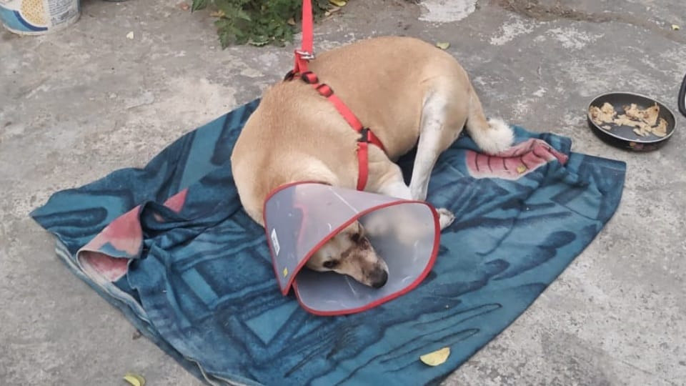 Dog attacked in chandigarh
