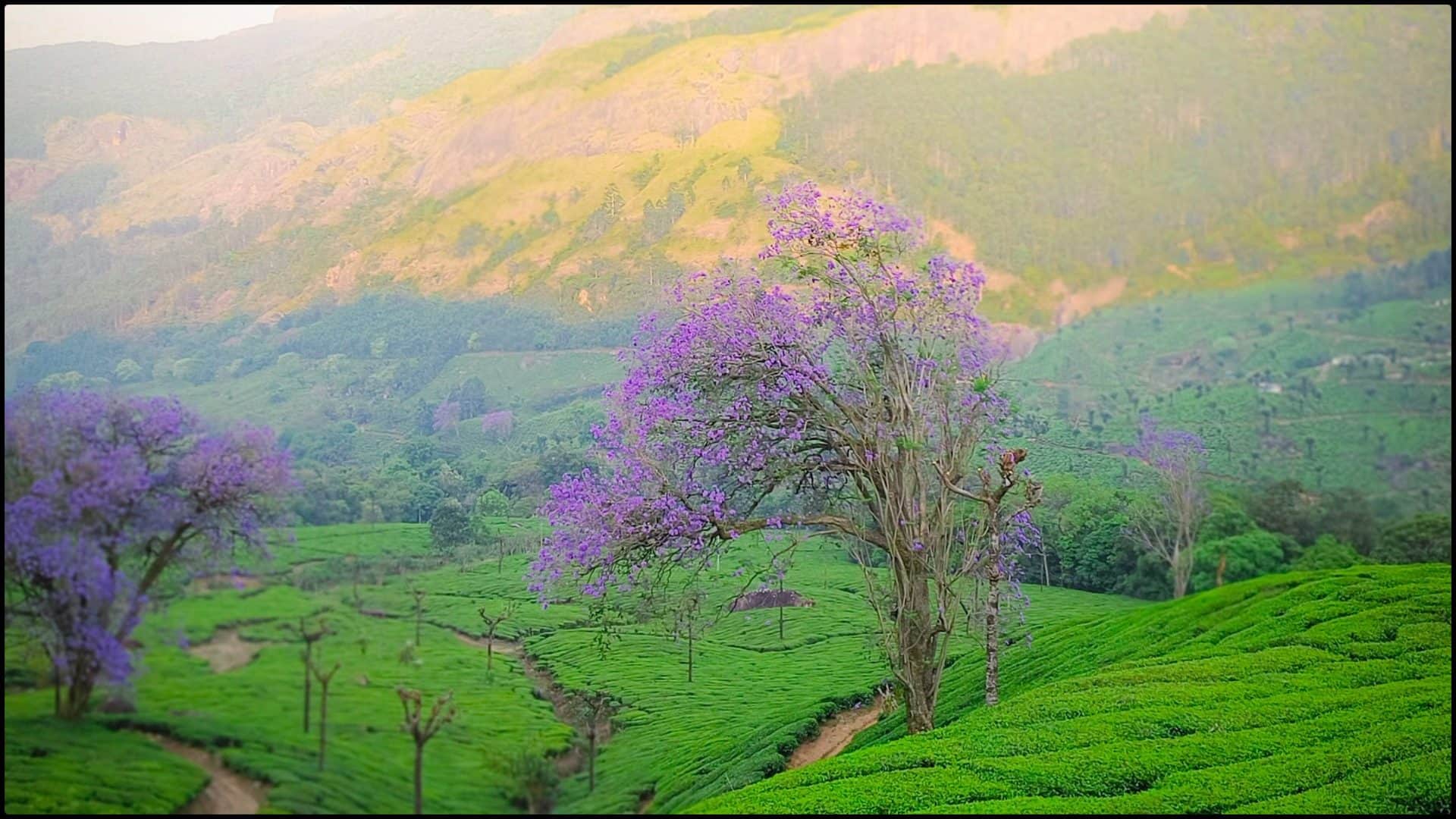 Kerala Kashmir kanthalloor Neelakurinji Flower Travel Guide