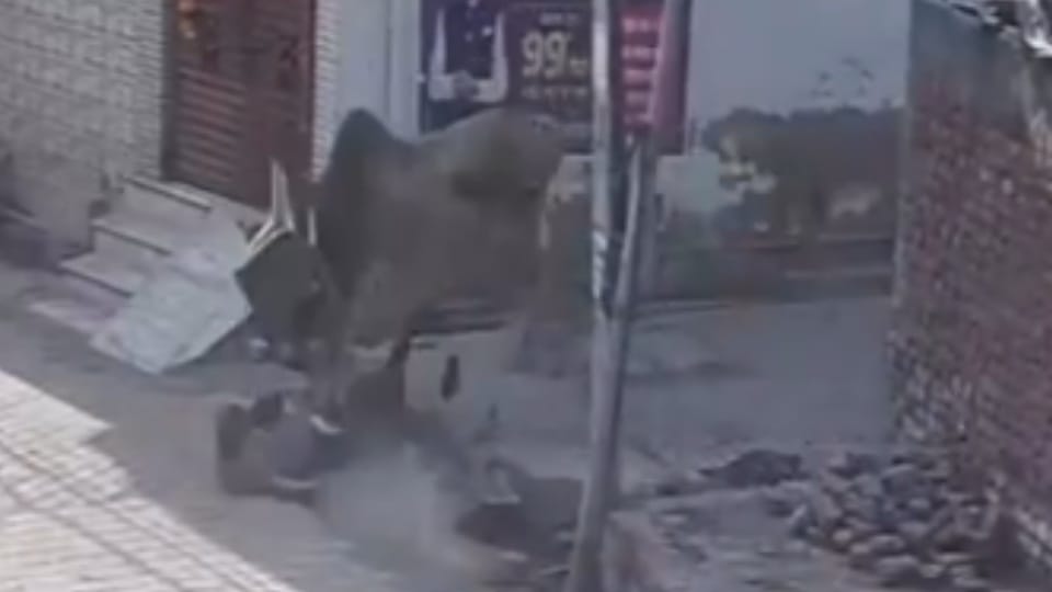 Stray bull kills man in Kalanaur see video