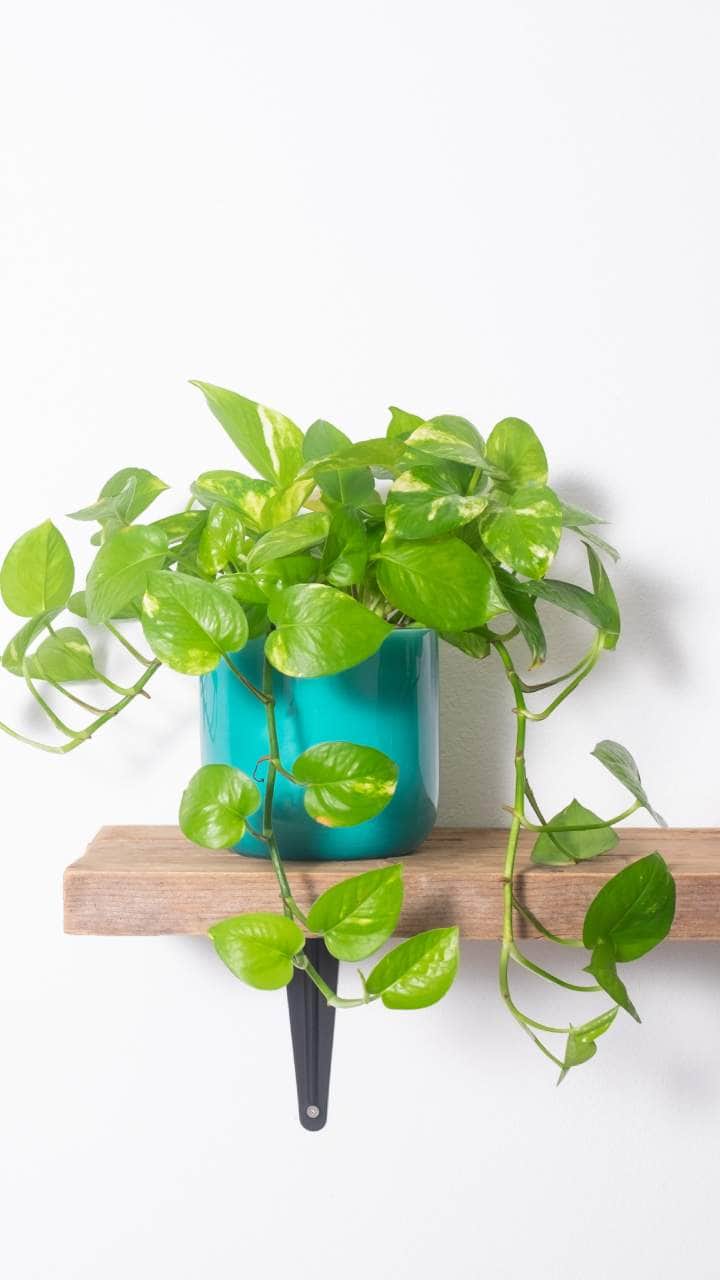 Feng shui tips Keep these things in mind at home for a happy married life