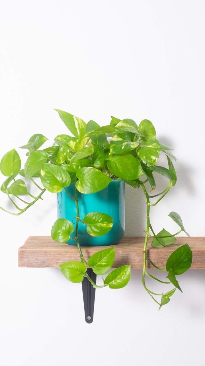 Feng shui tips Keep these things in mind at home for a happy married life