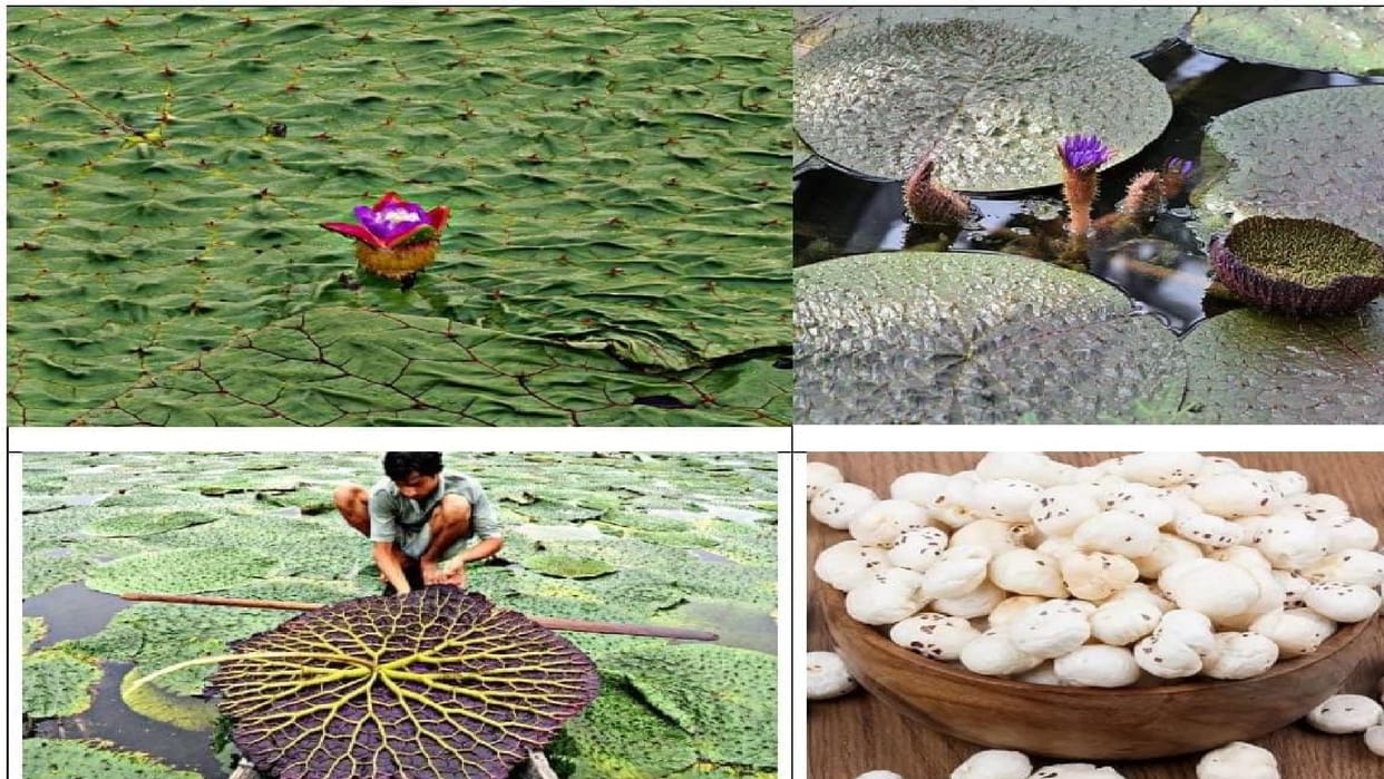 Chhattisgarh gets a place in the Makhana Board, opening up new avenues for farming and income for farmers