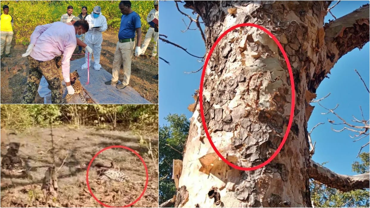 Panic after dead leopard found Dhamokhar forest range Forest Department intensifies investigation-surveillance