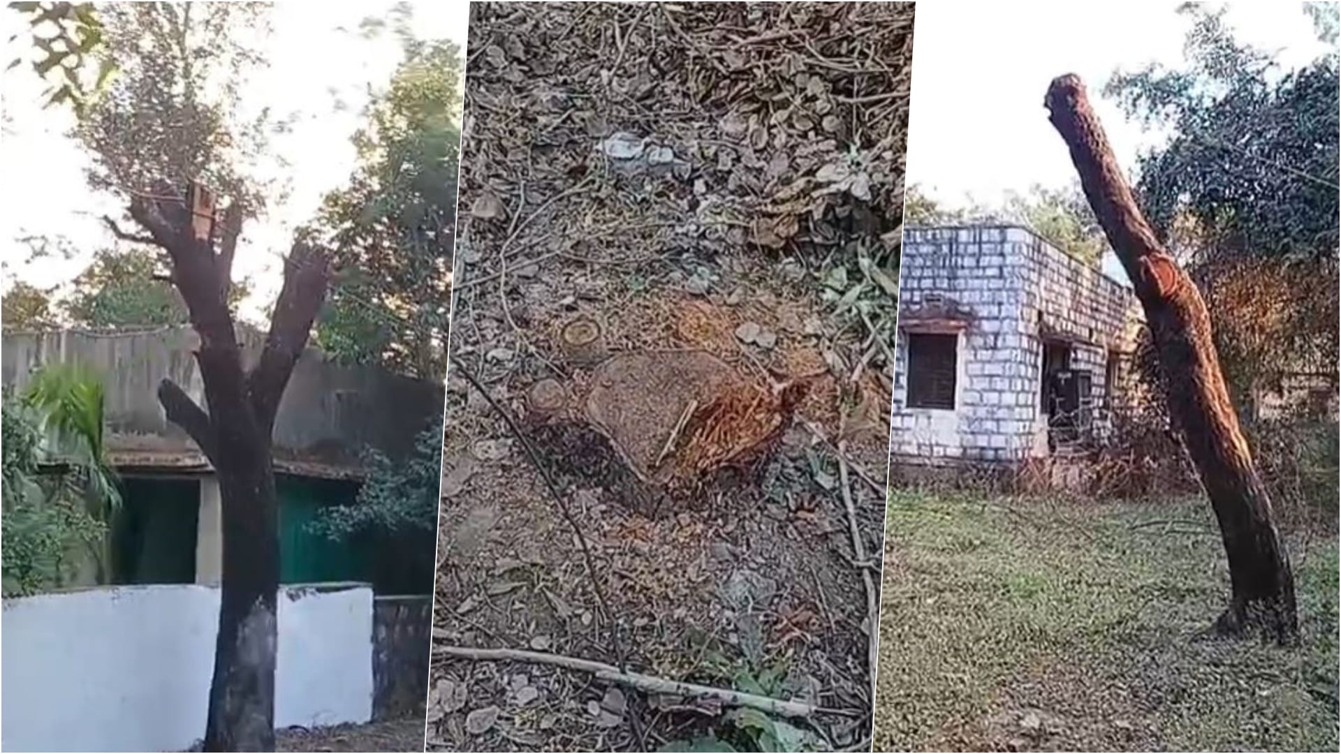 सिंचाई विभाग की कॉलोनी में हरे-भरे पेड़ काटे