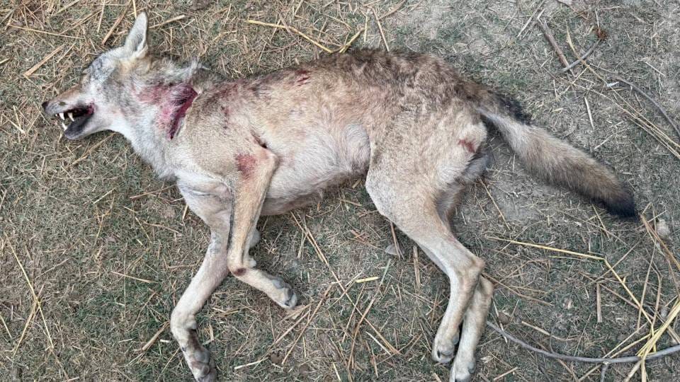 wolf killed by forest department team In Bahraich that was hunting an innocent girl