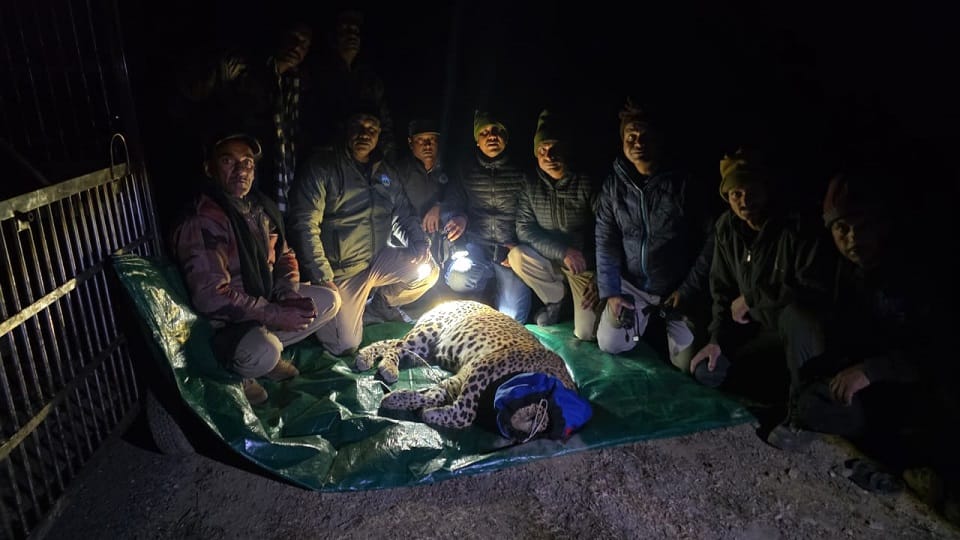 Forest department caught man-eating leopard in lohaghat champawat
