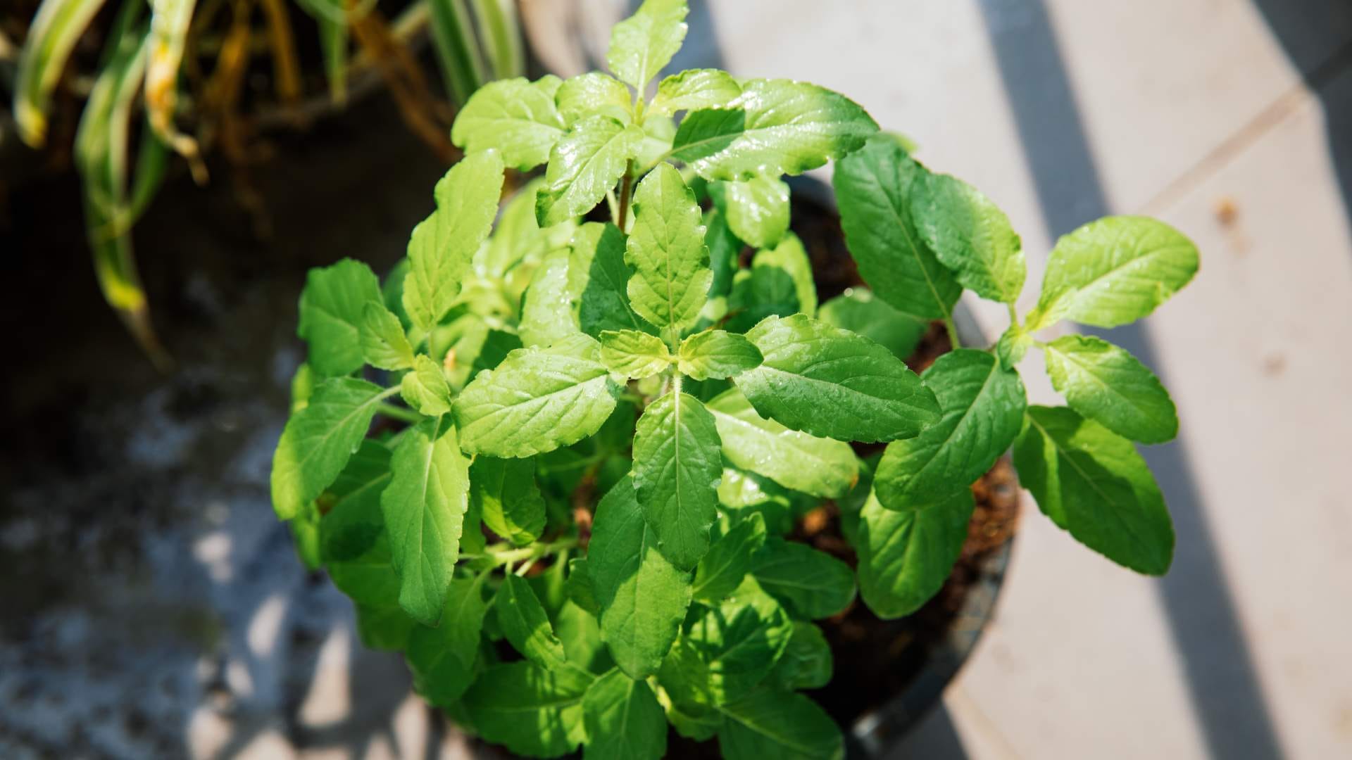 Tulsi Vastu Tips Do Not Keep This Things Near Tulsi Plant