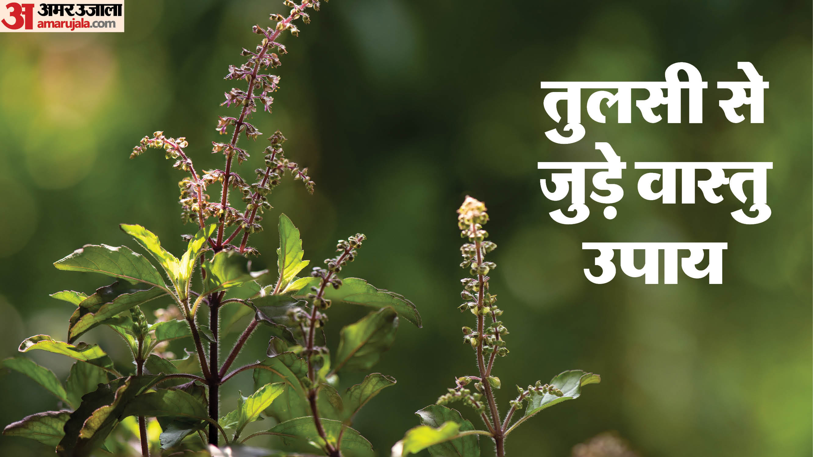 तुलसी से जुड़े वास्तु नियम