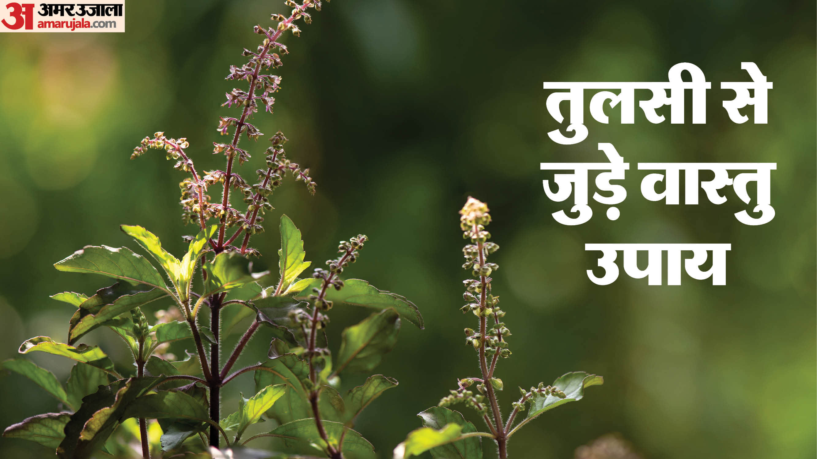 तुलसी से जुड़े वास्तु नियम