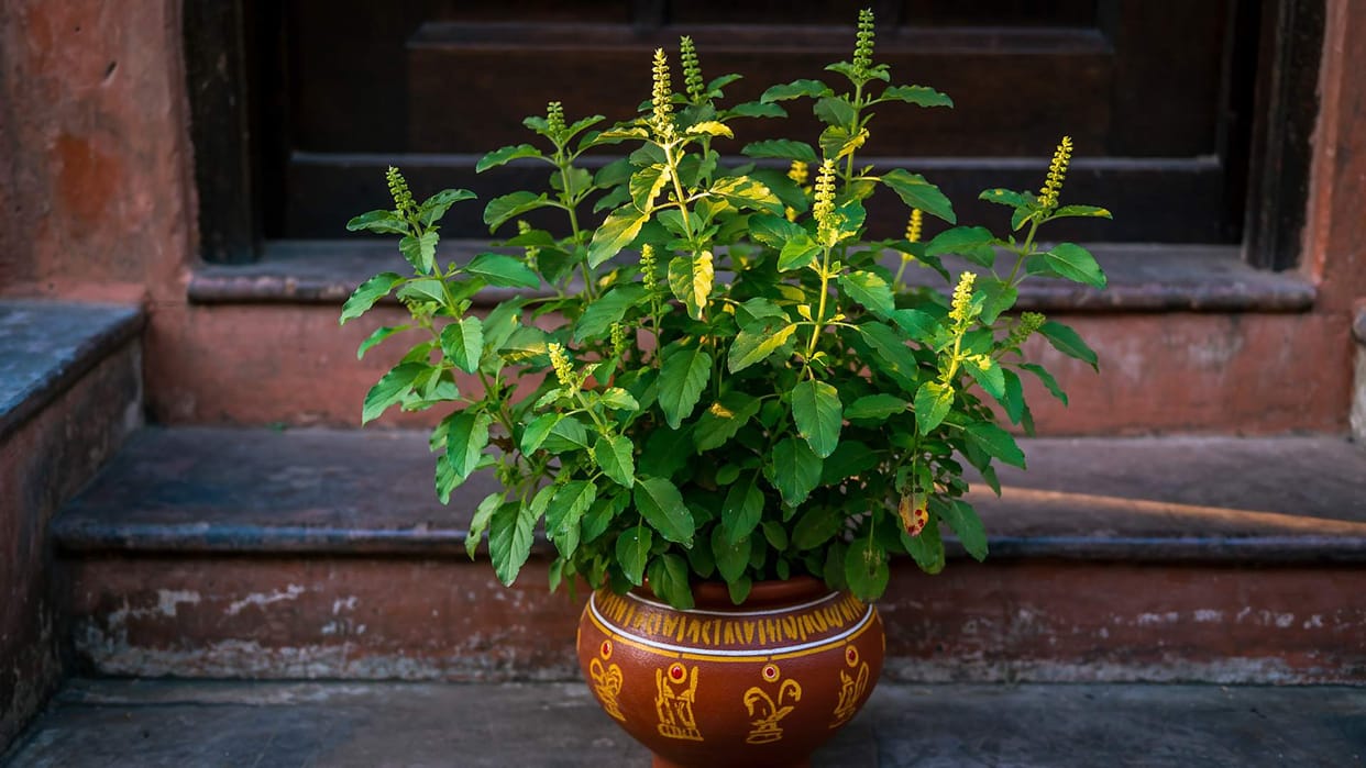 Tulsi Plant Care in Winter Gardening Tips How To Save Tulsi From Drying In hindi