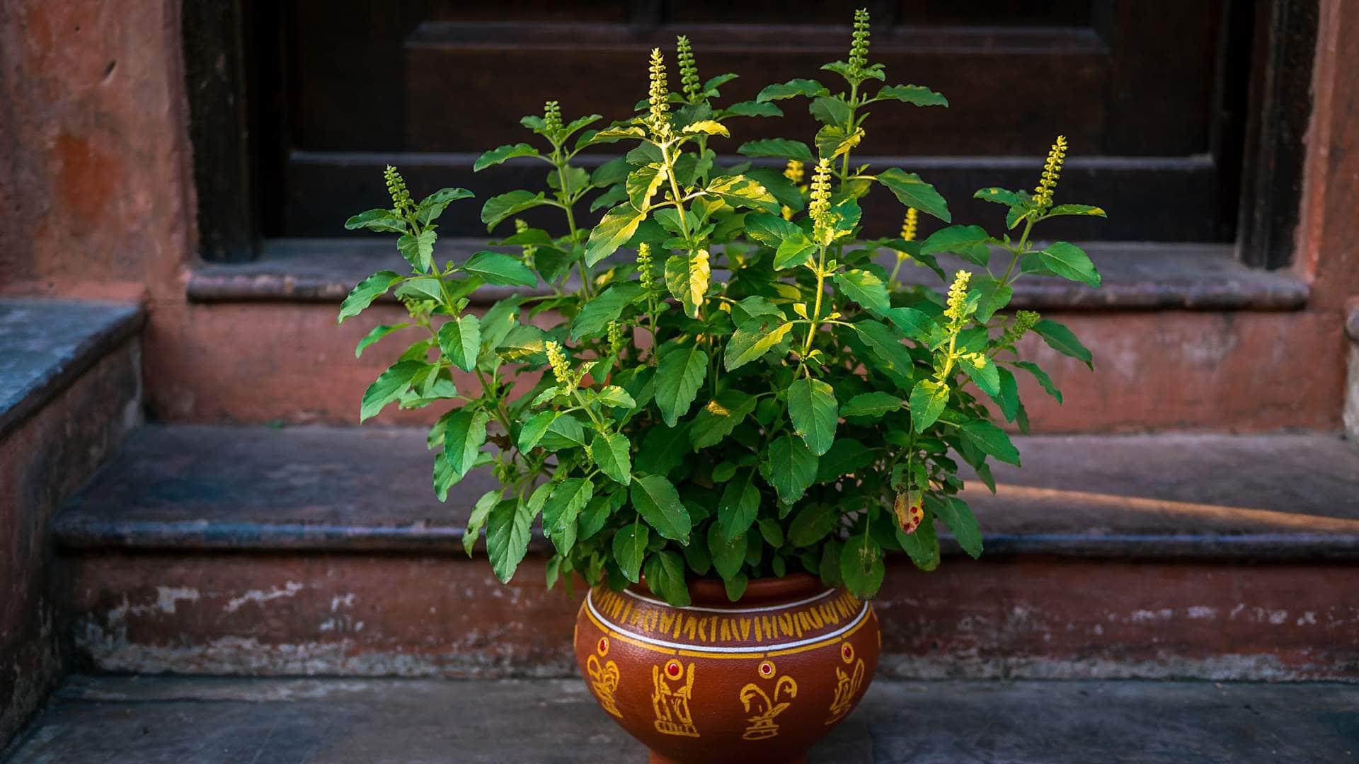 New Year 2026 Bring These Auspicious Things At Home For Good Luck and Prosperity