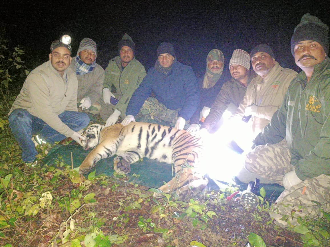 Kotdwar News tiger that had become source of terror for population near KTR has been captured in a cage