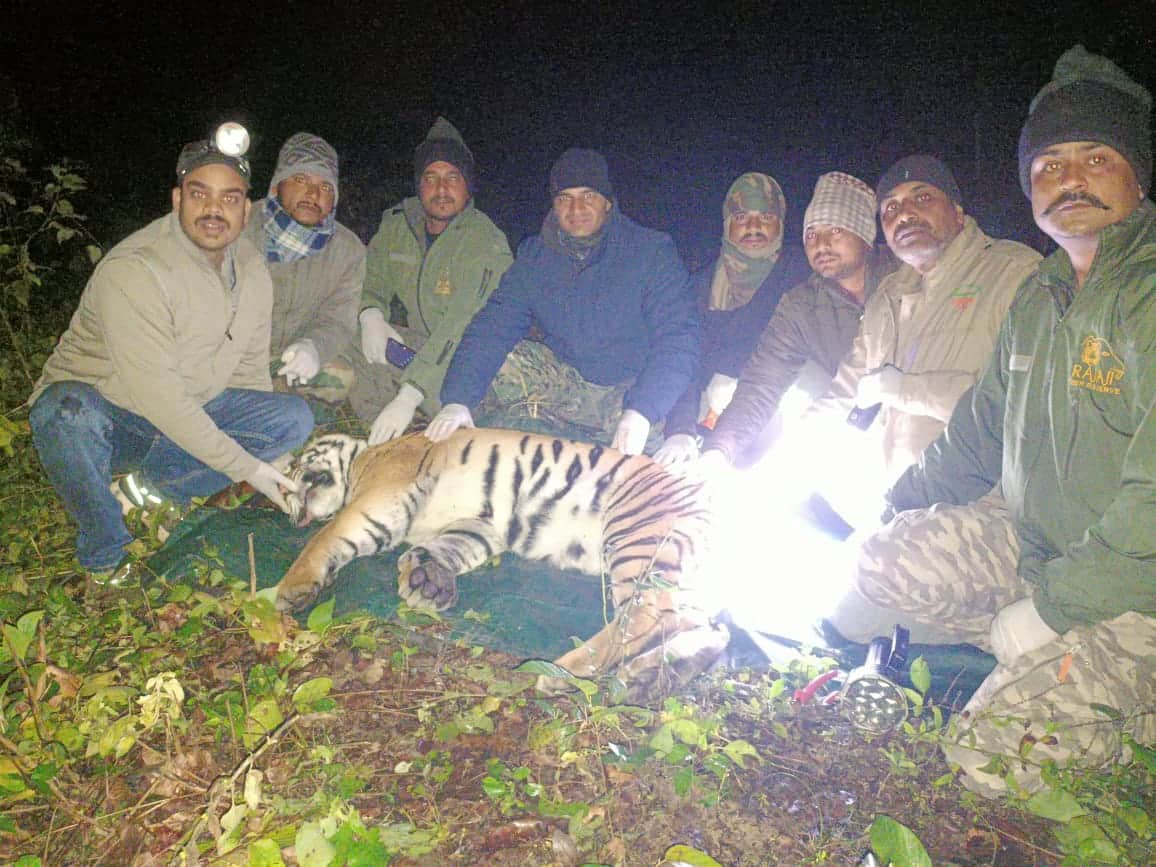 बाघ पकड़ा