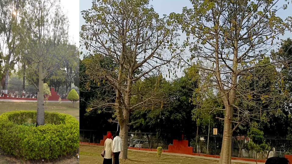 एएयमू में आस्ट्रेलिया और अफ्रीका के पेड़