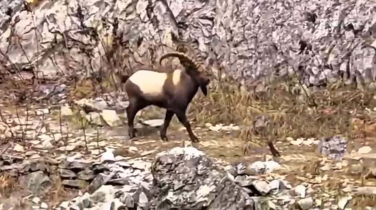 A Himalayan ibex was spotted in the Chak Nala area of Gurez Valley.