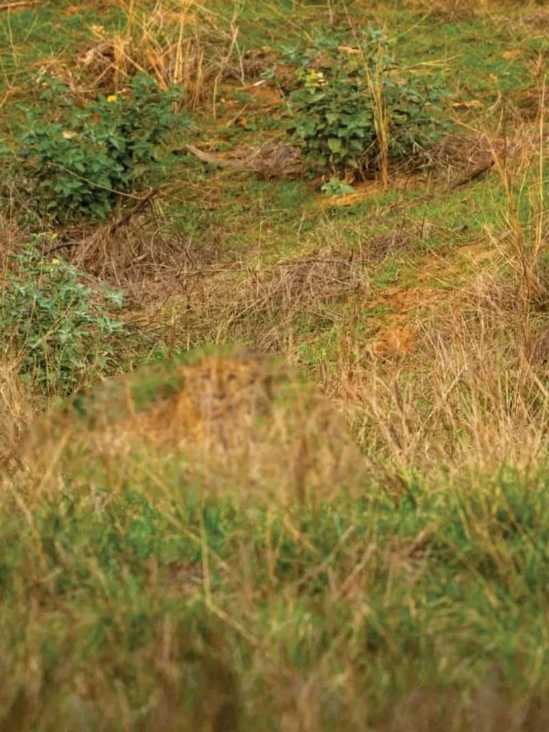 तस्वीर में छिपा है तेंदुआ, जीनियस ही 9 सेकेंड में ढूंढ सकते हैं