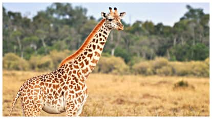 The flip side The giraffe long neck is a curious puzzle and it comes at a significant cost
