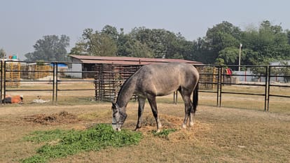 UP: Former BJP MP Brijbhushan receives a horse worth 1.5 crore rupees as a gift, even he was surprised to hear