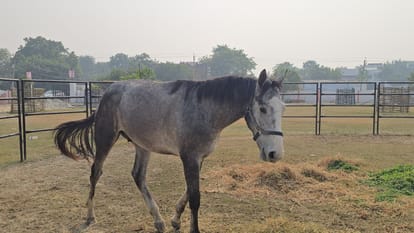 UP: Former BJP MP Brijbhushan receives a horse worth 1.5 crore rupees as a gift, even he was surprised to hear