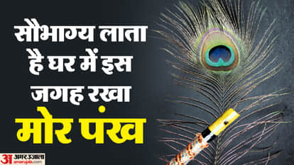 मोर पंख से जुड़े वास्तु टिप्स