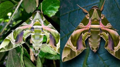 Night Pollinating Angel Moths: Oleander hawk moth