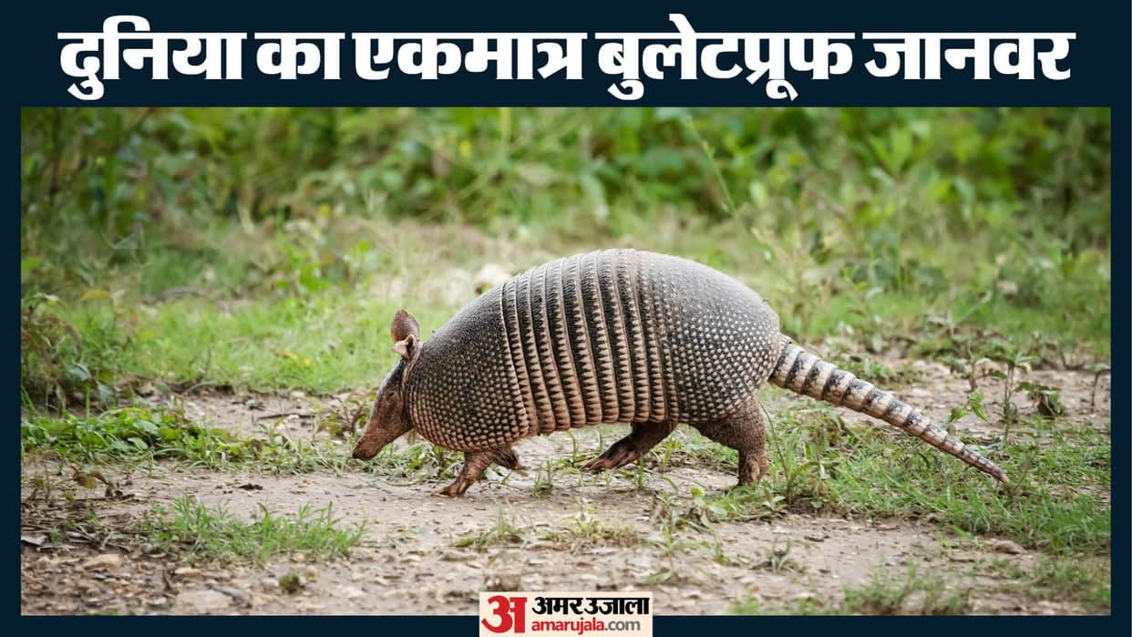 only bulletproof animal in the world even ak 47 bullet can not harm his body