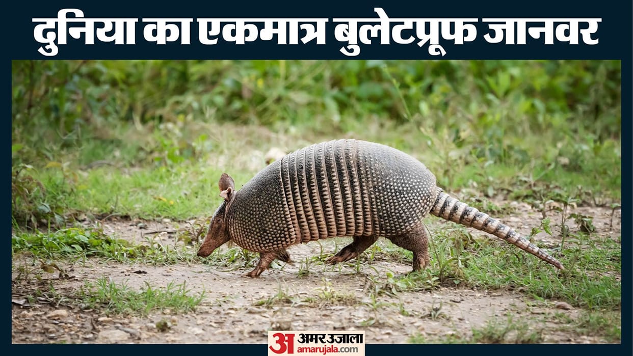 only bulletproof animal in the world even ak 47 bullet can not harm his body