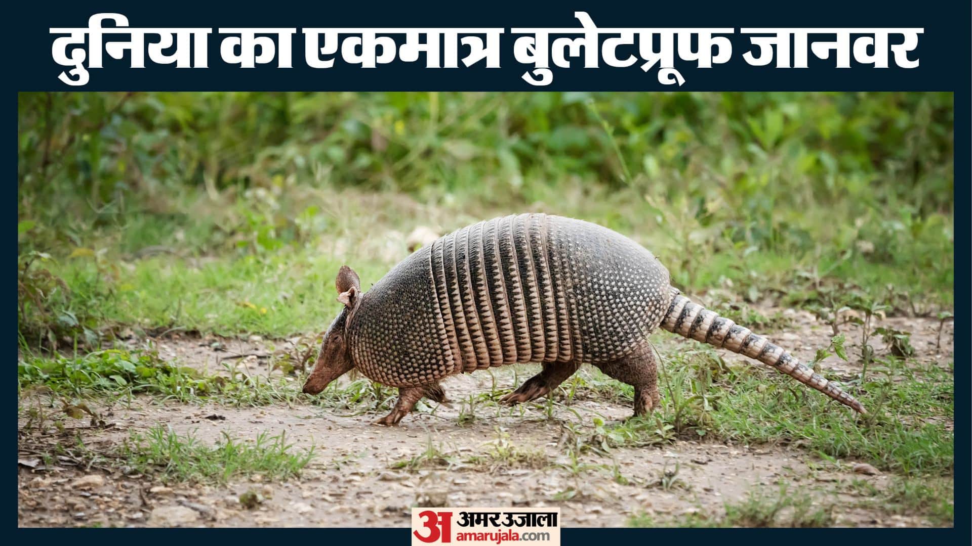 दुनिया का एकमात्र बुलेटप्रूफ जानवर, एके-47 की गोली का भी नहीं होता है असर