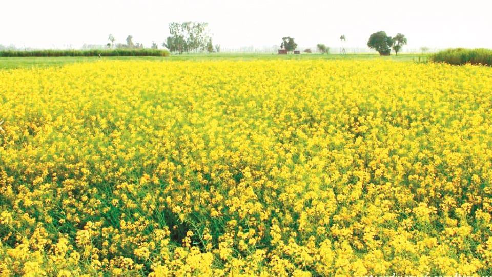 Mustard crop disappearing from Punjab fields cultivated area shrunk